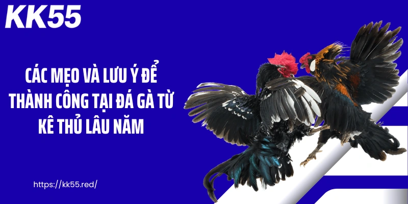 Các mẹo và lưu ý để thành công tại đá gà từ kê thủ lâu năm